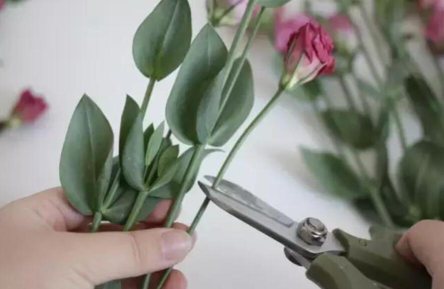南寧花藝培訓學校教你正確修剪花材的方法