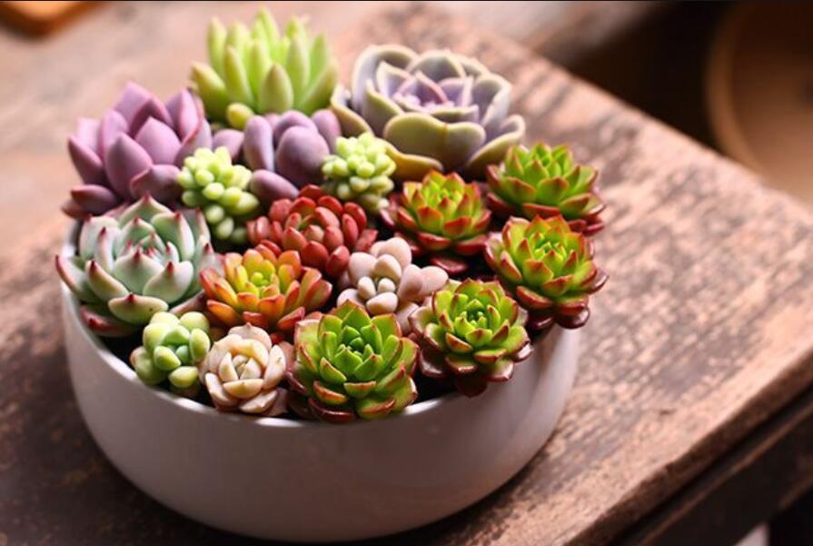 南寧花藝資訊：多肉花籃怎么做？